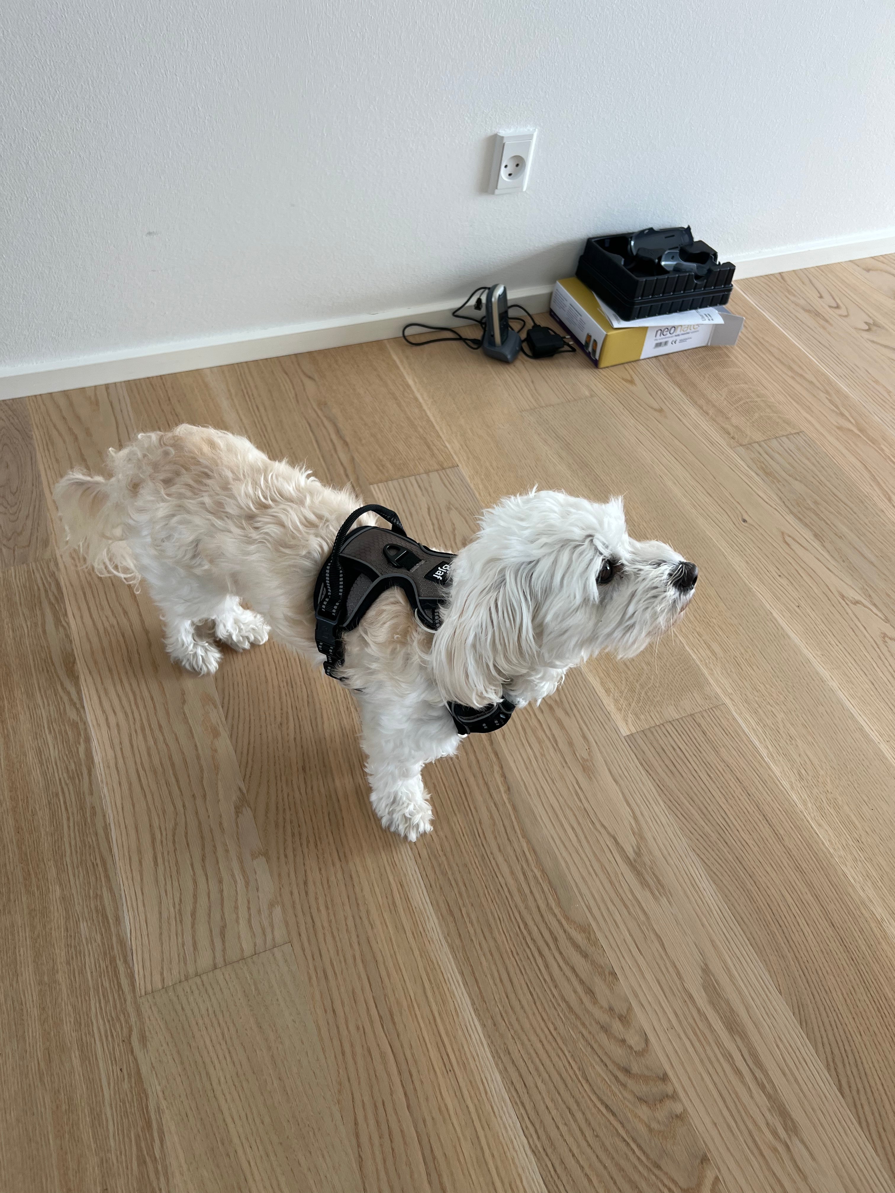 Bjaf - Easy walk pro hundesele